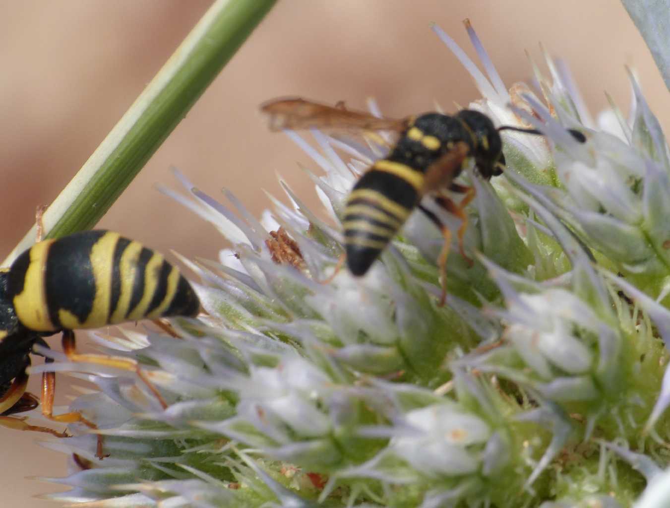 Ancistrocerus piccolo? No. Euodynerus sp.